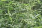 dsc04504_small.jpg