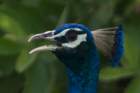 dsc04590_small.jpg