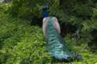 dsc04591_small.jpg