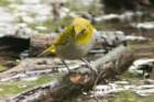dsc05114_small.jpg