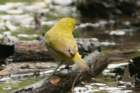 dsc05128_small.jpg