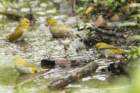 dsc05189_small.jpg