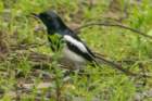 dsc05212_small.jpg