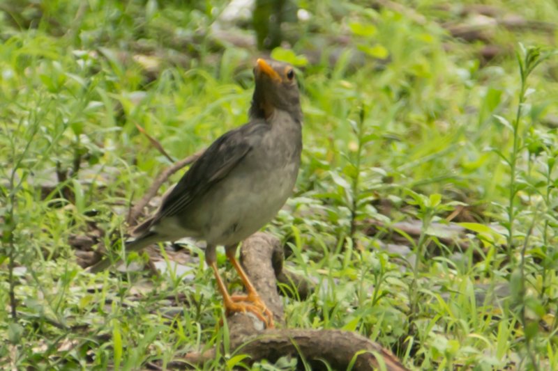 DSC05344 dsc05344.jpg