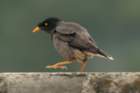 dsc06229_small.jpg