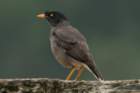 dsc06239_small.jpg