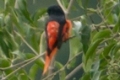 2013-06-25_sattal_birding_camp_index.jpg