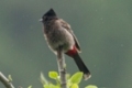 2013-06-25_sattal_birding_camp_index.jpg