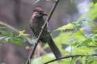 dsc08008_small.jpg