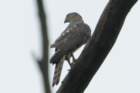 dsc09351_small.jpg