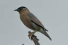 dsc09412_small.jpg