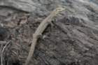dsc09686_small.jpg