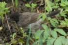 dsc09817_small.jpg