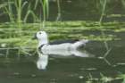 dsc09854_small.jpg