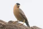 dsc09887_small.jpg