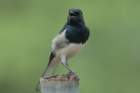 dsc09904_small.jpg