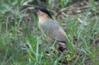 dsc09918_small.jpg