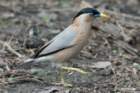 dsc09921_small.jpg