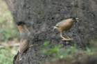 dsc09997_small.jpg