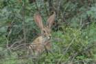 dsc10023_small.jpg