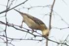 dsc00094_small.jpg