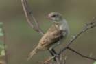 dsc00472_small.jpg