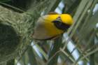 dsc00705_small.jpg