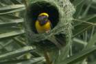 dsc00738_small.jpg