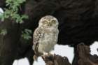 dsc00763_small.jpg