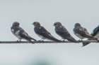 dsc00818_small.jpg