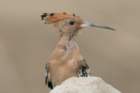 dsc00831_small.jpg