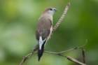dsc00841_small.jpg