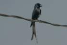 dsc01536_small.jpg