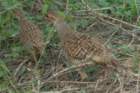 dsc01556_small.jpg