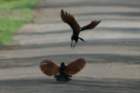 dsc01564_small.jpg