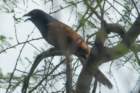 dsc01568_small.jpg
