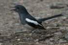 dsc01586_small.jpg