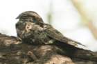 dsc01692_small.jpg