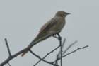 dsc01207_small.jpg