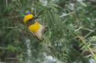 dsc01250_small.jpg