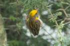 dsc01262_small.jpg