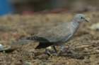 dsc01515_small.jpg