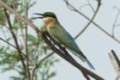 bharatpur_4.jpg
