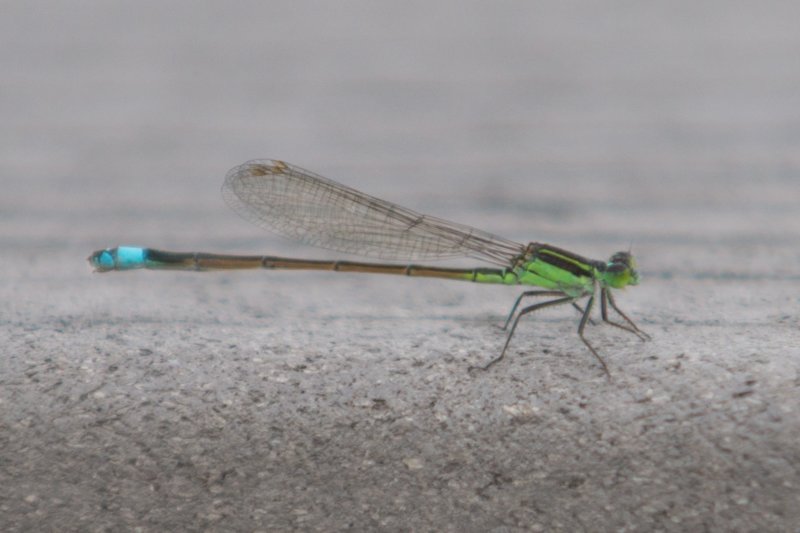 DSC03453 dsc03453.jpg