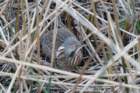 dsc03727_small.jpg