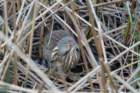 dsc03746_small.jpg