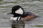 dsc03752_small.jpg