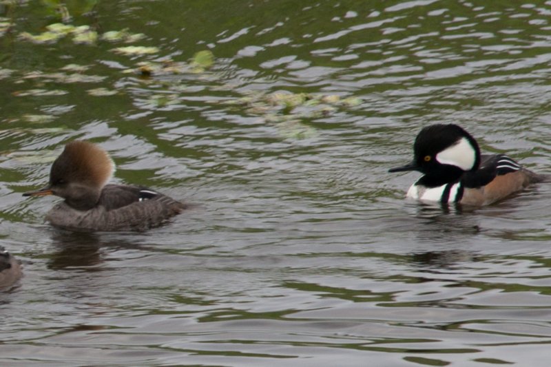 DSC03754 dsc03754.jpg