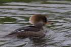 dsc03767_small.jpg