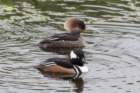 dsc03769_small.jpg